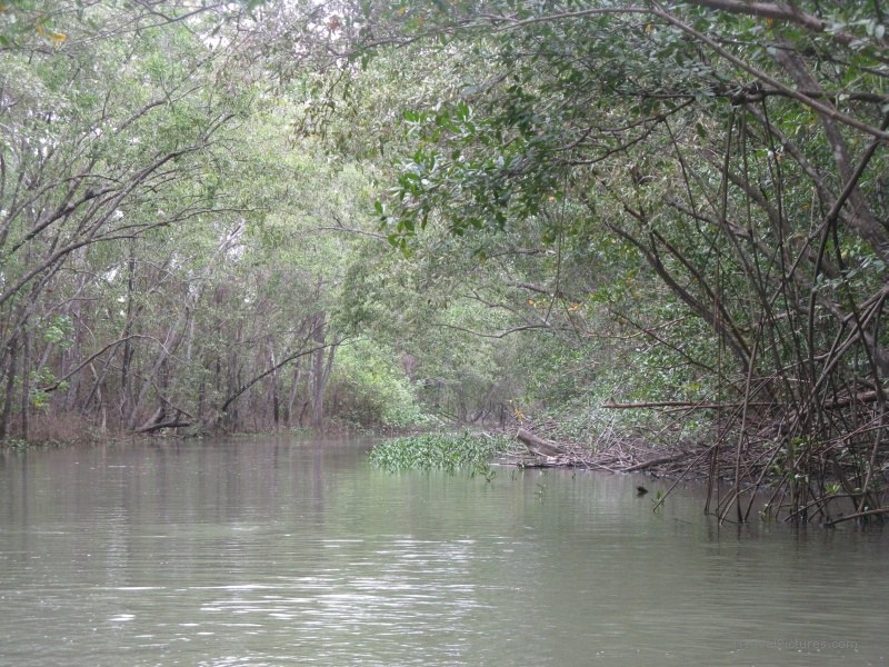 mangrove mangroves river